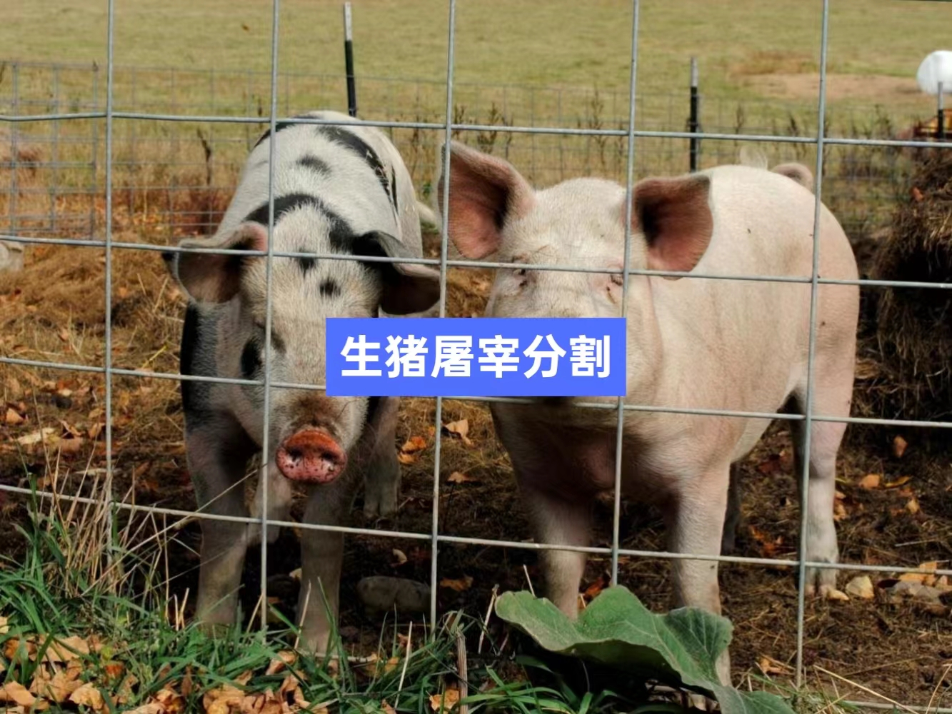 生豬屠宰分割信息化管理軟件系統(tǒng)_肉聯(lián)廠屠宰場管理系統(tǒng)_屠宰追溯管理系統(tǒng)_mes生產管理系統(tǒng)_wms倉儲管理系統(tǒng)